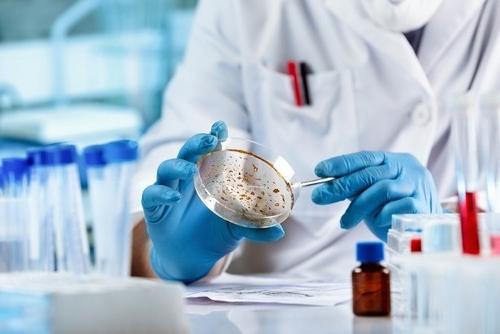 Mold testing in a laboratory